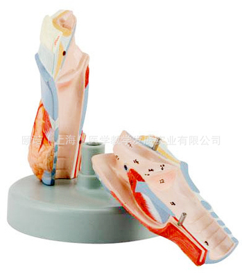 醫藥教學器材-喉模型,放大2倍,5部件-醫藥教學器材盡在阿里巴巴-上海盈諾實業有.