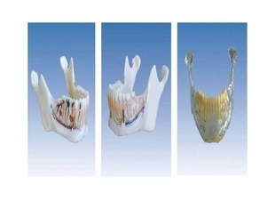 上海錦沙科教儀器 專業(yè)提供醫(yī)藥教學器材，精準呈現(xiàn)下頜骨解剖模型